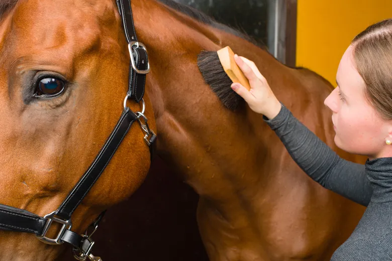 Keeping Your Noble Steed Happy and Healthy: A Guide to Horse Health