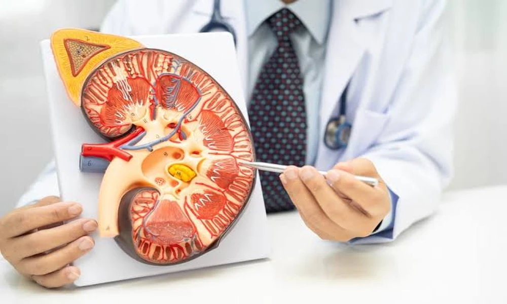 Recognizing Early Kidney Warning Signs Before Visiting San Antonio Kidney Doctors